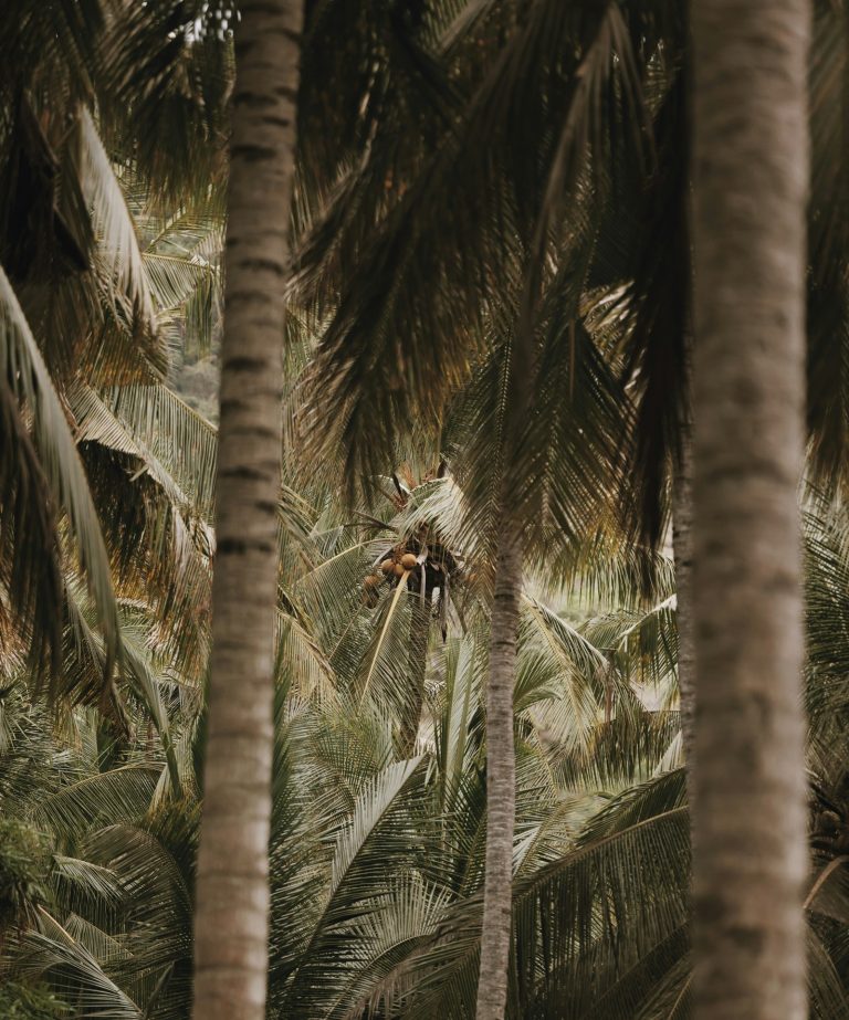 Detalle de palmeras y cocos en el entorno natural de una villa de lujo en la costa caribe colombiana durante bachelorette retreat y despedida de soltera. 35