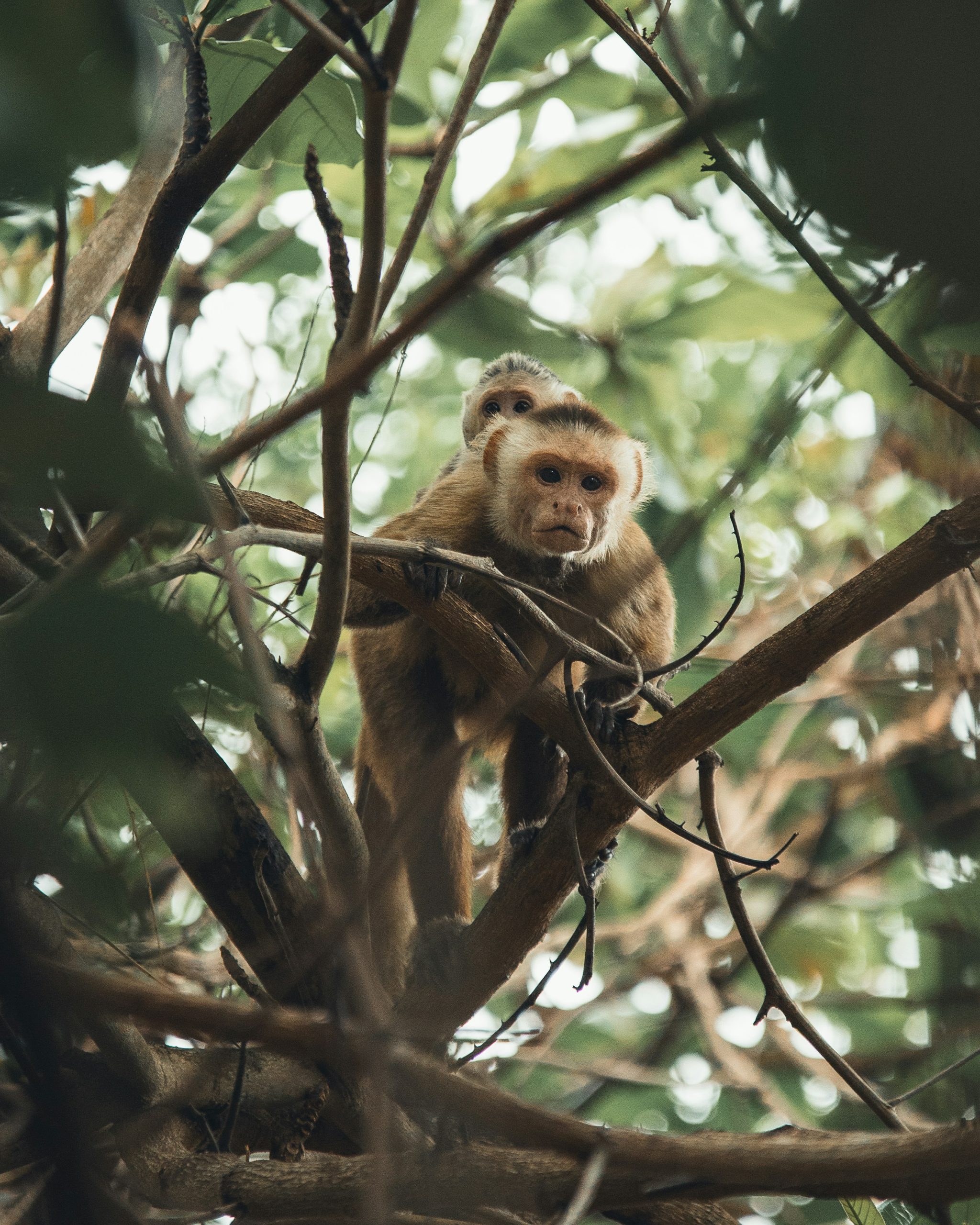Fauna del Caribe avistada durante una Bachelorette en Colombia