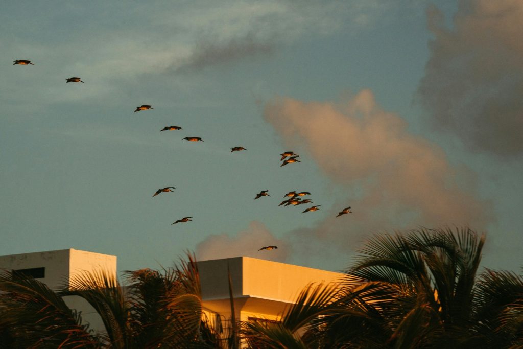 Aves sobrevolando en V sobre el mar en Santa Marta durante despedida de soltera en Colombia. 38