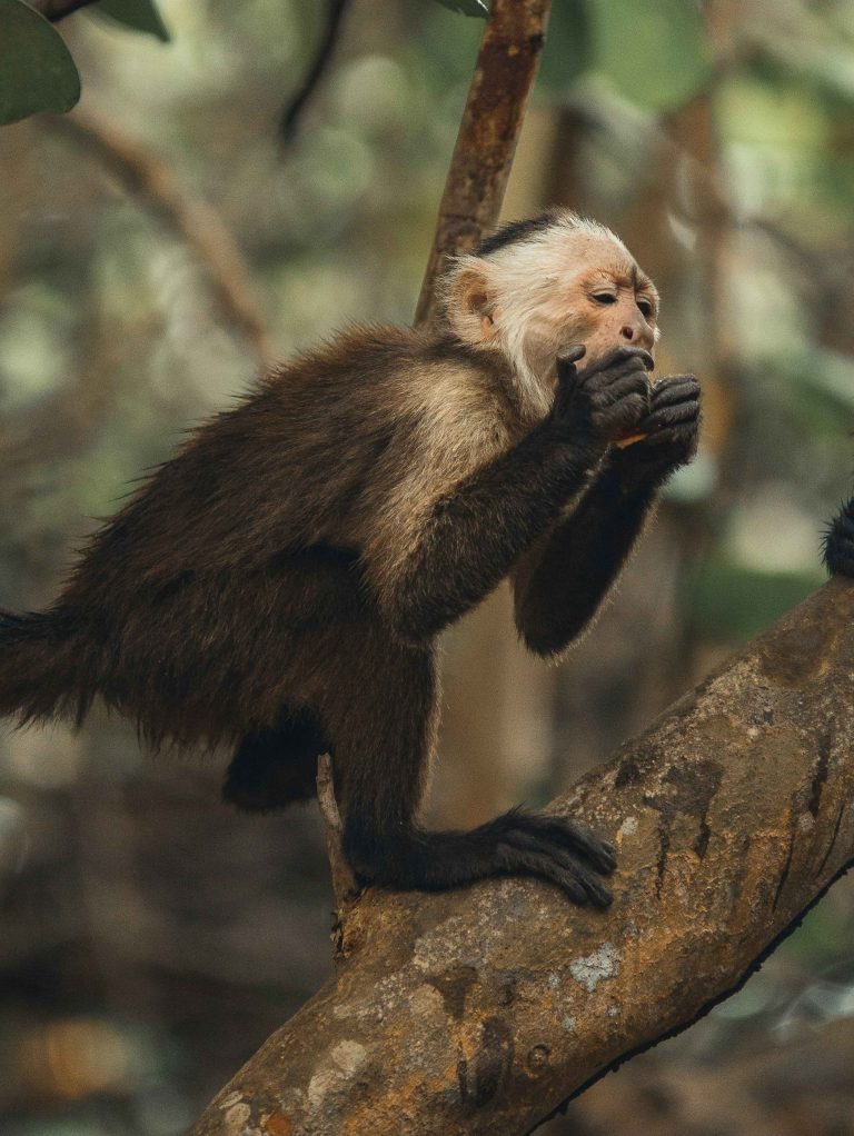animales en el tayrona durante bachelorette en colombia 169