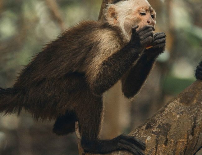 Fauna del Tayrona observada durante una Bachelorette en Colombia